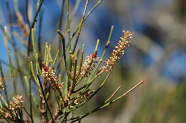 APII jpeg image of Casuarina cristata  © contact APII