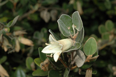 APII jpeg image of Correa 'Ivory Bells'  © contact APII