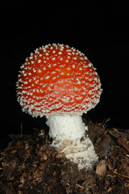 APII jpeg image of Amanita muscaria  © contact APII