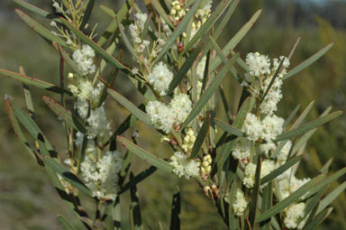 APII jpeg image of Acacia suaveolens  © contact APII