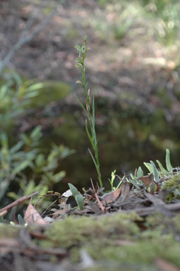 APII jpeg image of Bunochilus longifolius  © contact APII