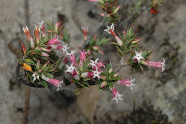 APII jpeg image of Leucopogon neo-anglicus  © contact APII