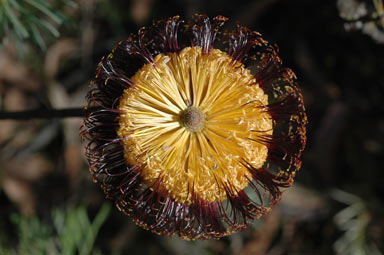 APII jpeg image of Banksia spinulosa var. spinulosa  © contact APII