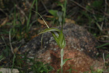 APII jpeg image of Diplodium revolutum  © contact APII