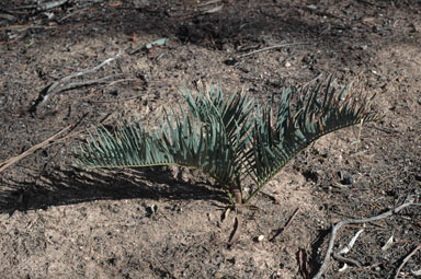 APII jpeg image of Macrozamia secunda  © contact APII