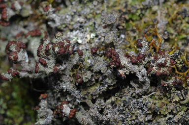 APII jpeg image of Cladonia  © contact APII