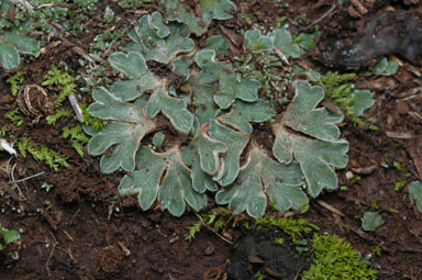 APII jpeg image of Riccia spongiosula  © contact APII