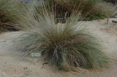 APII jpeg image of Poa poiformis  © contact APII