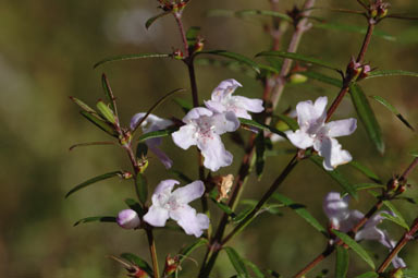 APII jpeg image of Westringia longifolia  © contact APII