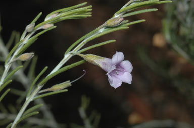 APII jpeg image of Eremophila microtheca  © contact APII