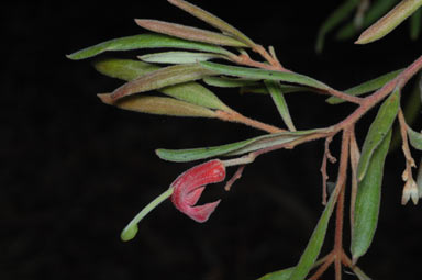 APII jpeg image of Grevillea arenaria  © contact APII