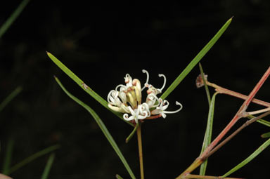 APII jpeg image of Grevillea wiradjuri  © contact APII