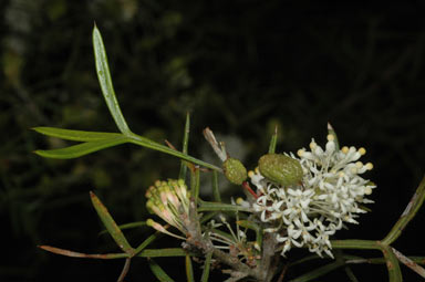 APII jpeg image of Grevillea triloba  © contact APII