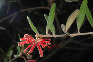 APII jpeg image of Grevillea irrasa subsp. didymochiton  © contact APII