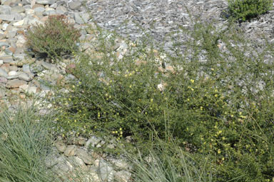 APII jpeg image of Acacia verticillata  © contact APII