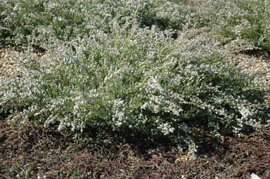 APII jpeg image of Thryptomene saxicola 'Dwarf Kerrawang'  © contact APII