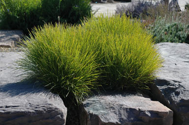 APII jpeg image of Lomandra confertifolia subsp. confertifolia  © contact APII