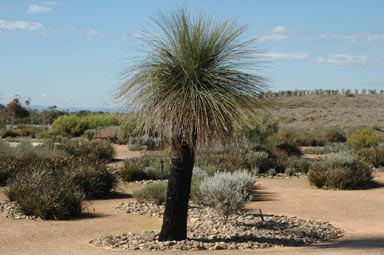 APII jpeg image of Xanthorrhoea preissii  © contact APII