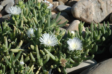 APII jpeg image of Carpobrotus rossii 'white'  © contact APII