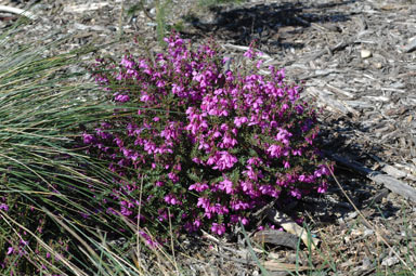 APII jpeg image of Tetratheca thymifolia  © contact APII