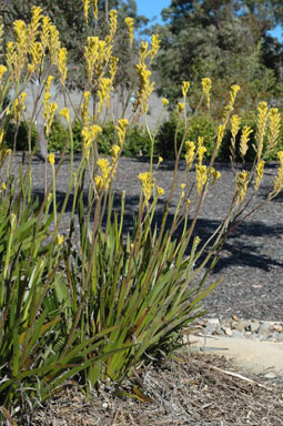 APII jpeg image of Anigozanthos 'Bush Gold'  © contact APII