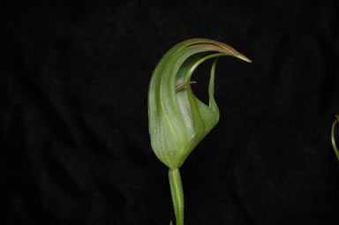 APII jpeg image of Pterostylis baptistii  © contact APII