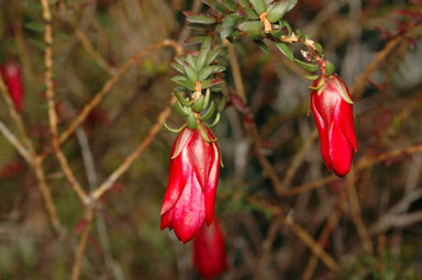 APII jpeg image of Darwinia macrostegia  © contact APII