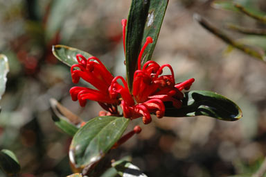 APII jpeg image of Grevillea dimorpha  © contact APII