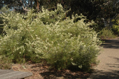 APII jpeg image of Grevillea corrugata  © contact APII