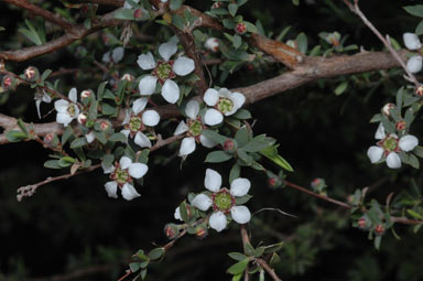 APII jpeg image of Leptospermum divaricatum  © contact APII