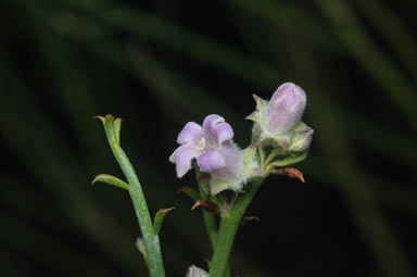 APII jpeg image of Eremophila dempsteri  © contact APII