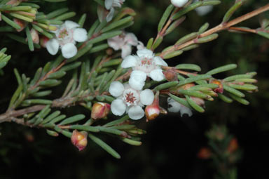 APII jpeg image of Chamelaucium sp. Walpole (P.G.Wilson 6318)  © contact APII