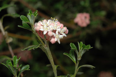 APII jpeg image of Pomaderris obcordata  © contact APII