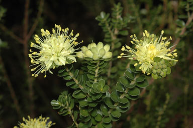 APII jpeg image of Leionema rotundifolium  © contact APII