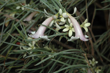 APII jpeg image of Eremophila oppositifolia  © contact APII