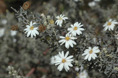 APII jpeg image of Olearia phlogopappa  © contact APII