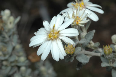 APII jpeg image of Olearia phlogopappa  © contact APII