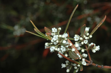 APII jpeg image of Logania albiflora  © contact APII