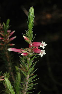 APII jpeg image of Epacris calvertiana var. versicolor  © contact APII