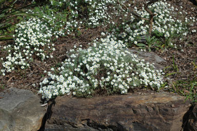 APII jpeg image of Rhodanthe anthemoides 'Chamomile Cascade'  © contact APII