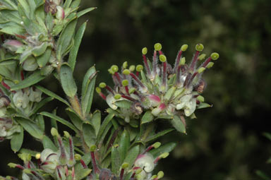 APII jpeg image of Grevillea jephcottii  © contact APII