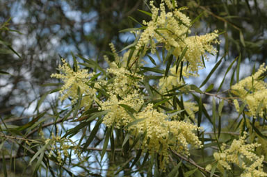 APII jpeg image of Acacia floribunda  © contact APII