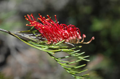 APII jpeg image of Grevillea hookeriana  © contact APII