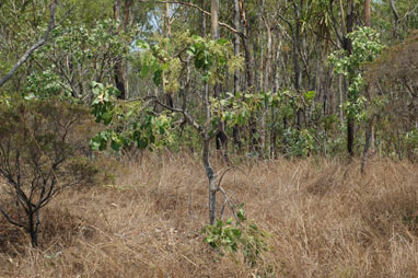 APII jpeg image of Buchanania obovata  © contact APII