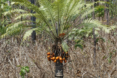 APII jpeg image of Cycas armstrongii  © contact APII