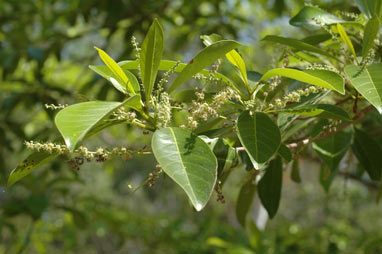 APII jpeg image of Terminalia microcarpa  © contact APII