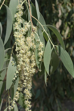 APII jpeg image of Melaleuca dealbata  © contact APII