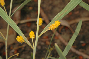 APII jpeg image of Acacia praetermissa  © contact APII