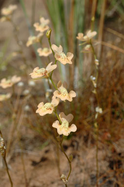 APII jpeg image of Utricularia fulva  © contact APII