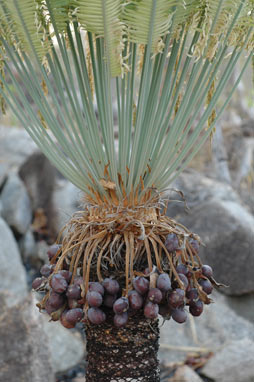 APII jpeg image of Cycas conferta  © contact APII